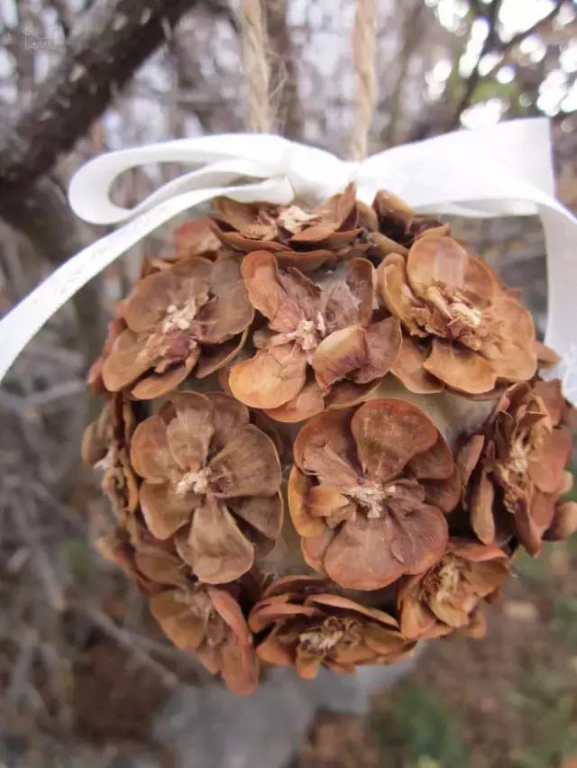 原来松果还可以这么美,原来红杉树也可以很美