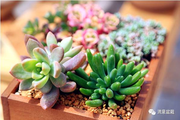 网购多肉种子,怎么判断多肉种子的真假