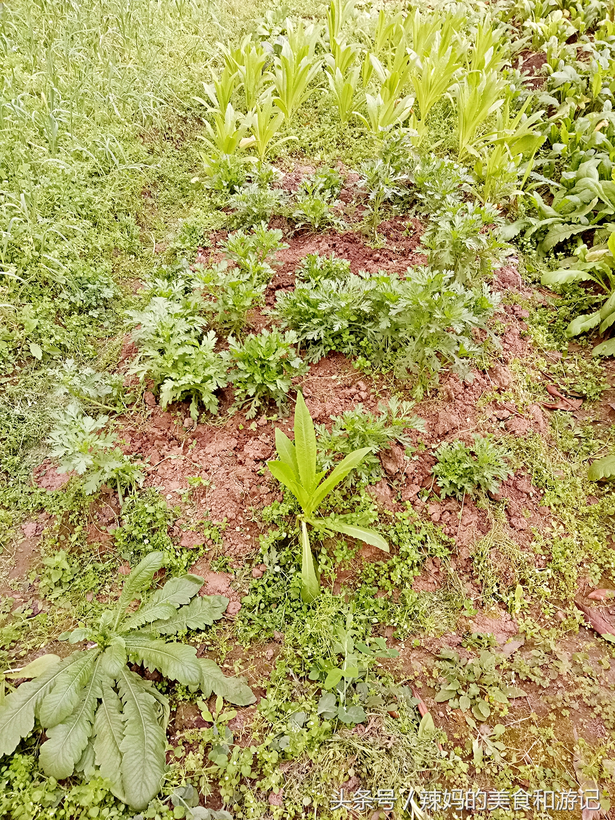 住一楼带花园的优缺点,住一楼带露台的房子真实感受