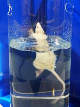 海洋之王作用,传说中的海洋之王