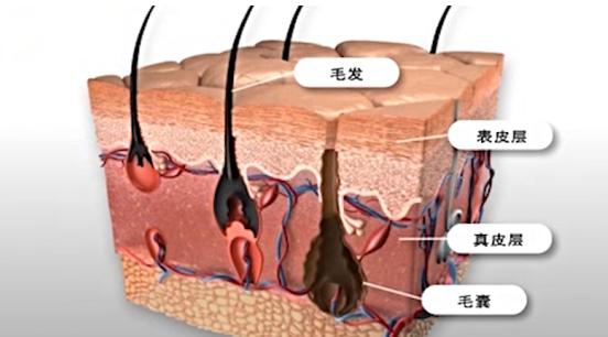 激光脱毛要脱几次才干净,激光脱毛脱唇毛几次脱干净