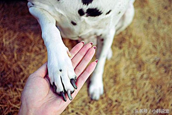 狗狗为啥不擦干容易得脚气,狗狗得了脚气能治好吗