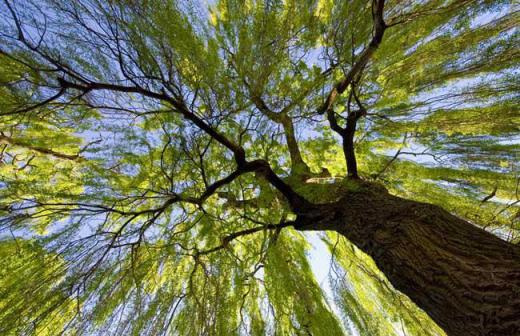阿司匹林前世简介,阿司匹林为什么是最好的良药