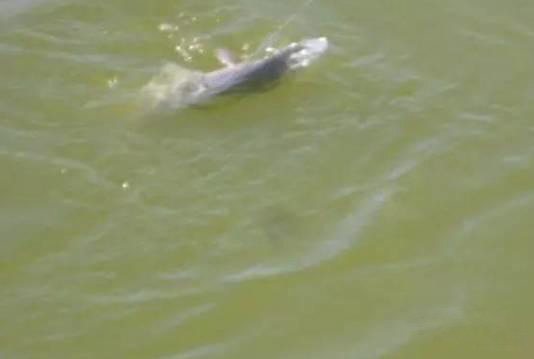 解决小鱼闹窝的最好办法,摇三摇为什么可以防止小鱼闹窝