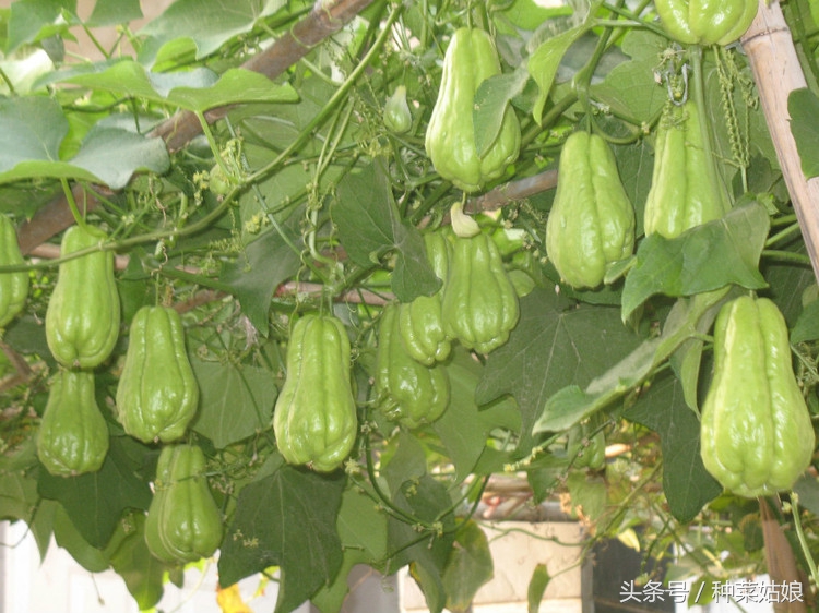 佛手瓜种植一次可以采收多年吗,佛手瓜北方冬季种植技术