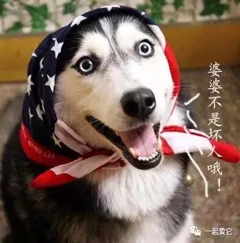 宠知识不太冷,哈士奇从小养会撒手没吗