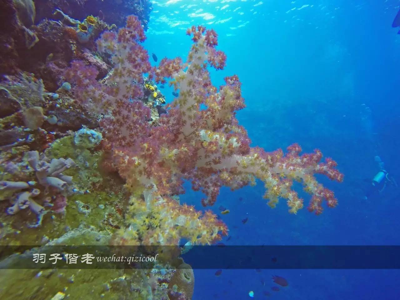 印尼美娜多旅游潜水攻略,印尼美娜多潜水圣地