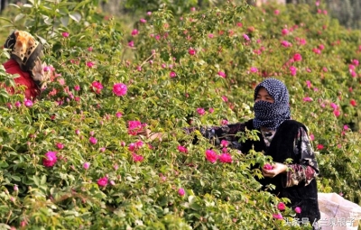 兰州苦水玫瑰,永登苦水玫瑰可以摘了吗