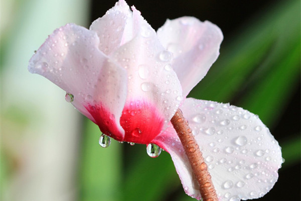 仙客来突然蔫了怎么救活,仙客来萎蔫球腐烂