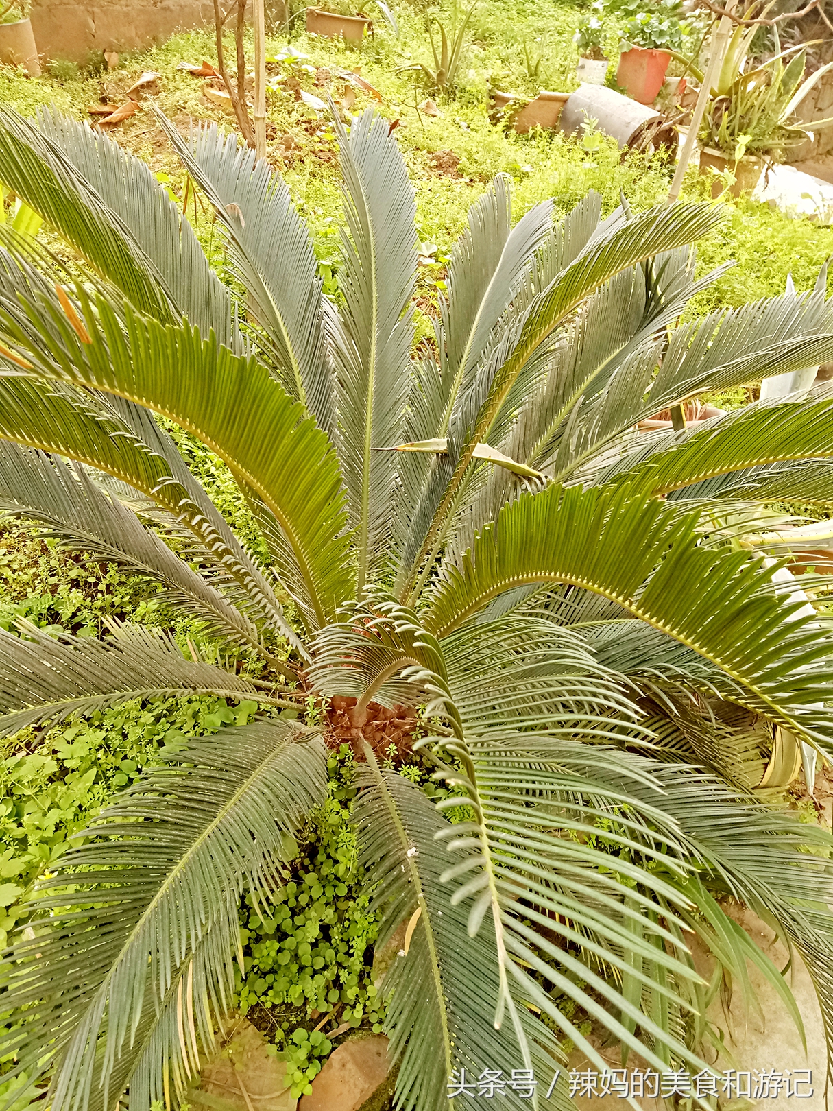 住一楼带花园的优缺点,住一楼带露台的房子真实感受