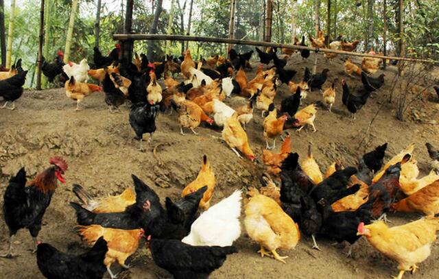 养鸡场的鸡卖不掉怎么办,养殖户养出的鸡怎样联系销路