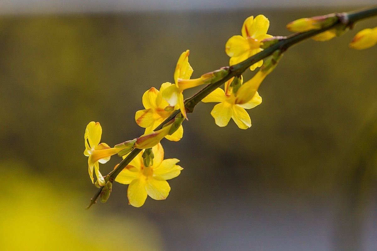《本草》植物志之迎春花：大禹的眼泪化作的报春信使