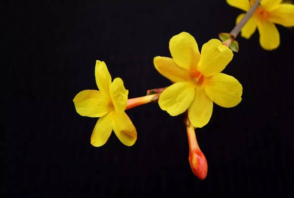 《本草》植物志之迎春花：大禹的眼泪化作的报春信使