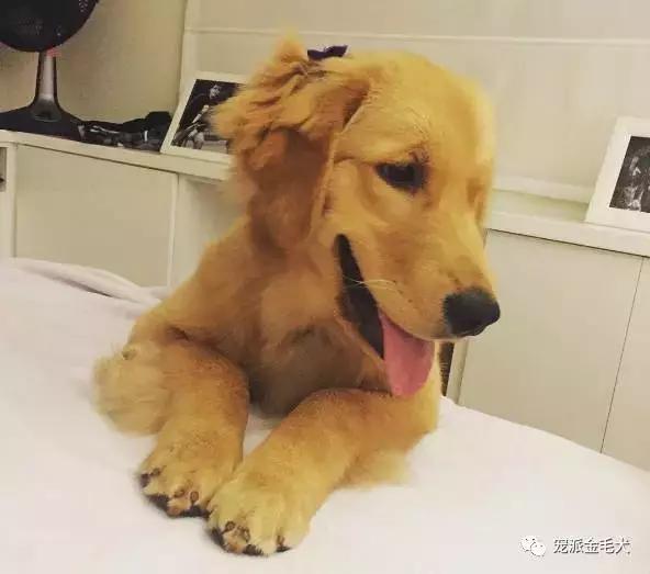 给金毛吃药被吐出来,金毛吃骨头卡了