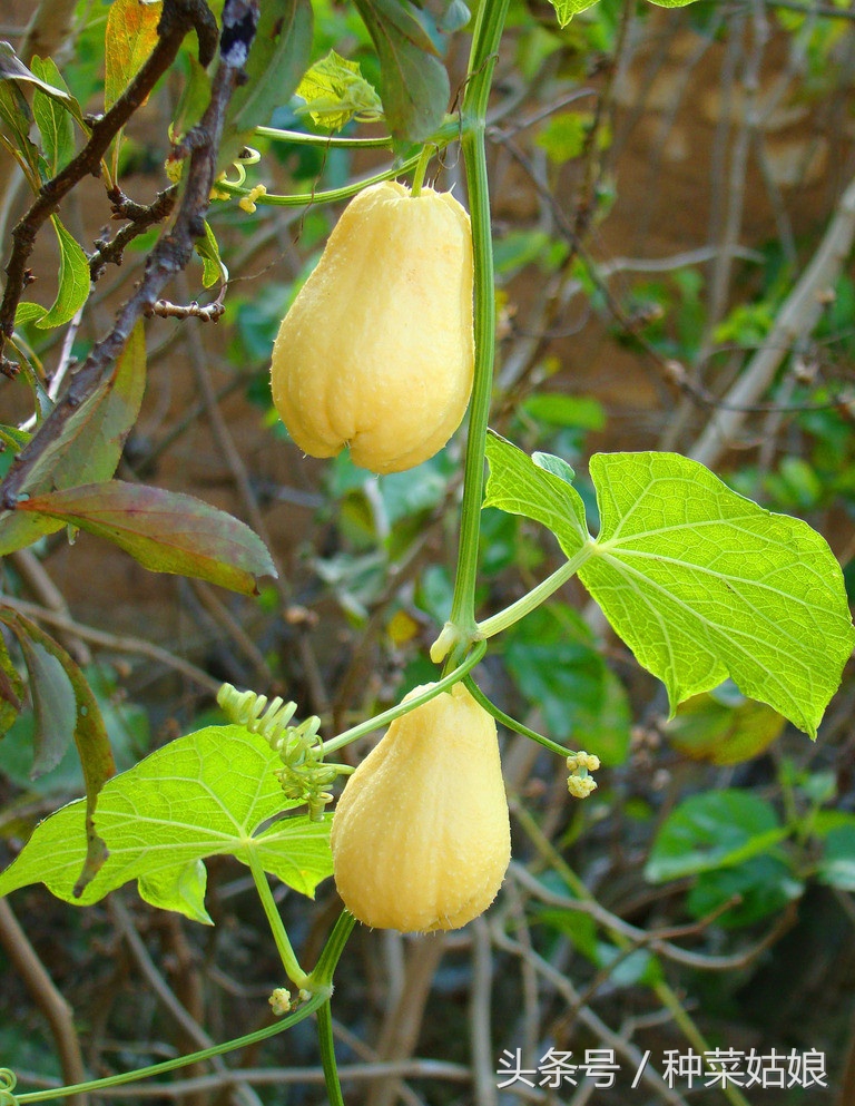 佛手瓜种植一次可以采收多年吗,佛手瓜北方冬季种植技术