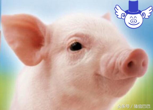 猪生病了吃什么草药好呢,猪吃点什么药可以预防疾病