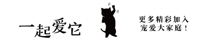 宠知识不太冷,哈士奇从小养会撒手没吗