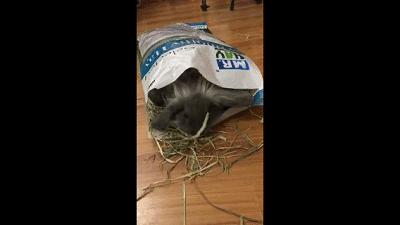 如何征服不听话的猫,怎么征服不给抱的小猫咪