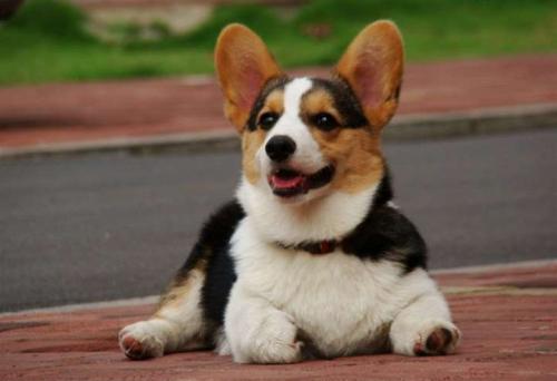 柯基犬拉稀怎么回事,柯基犬拉肚子怎么办