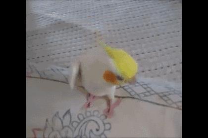 最近霸屏的小黄鸡表情包,最近很火的沙雕小黄鸡表情包