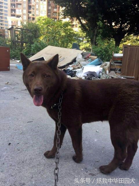 深棕色中华田园犬,棕色中华田园犬长大的样子