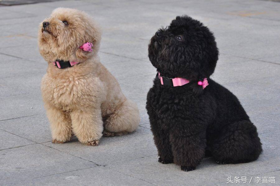 泰迪犬的市场价格和购买时应该关注的事