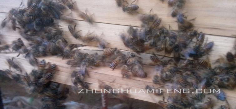 中蜂起盗的表现,中蜂止盗的妙招