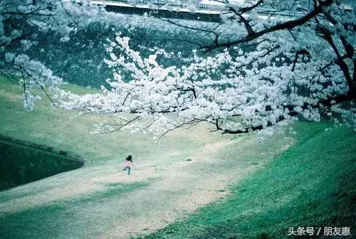你知道樱花最多的地方在哪,你知道樱花的花期有多长吗