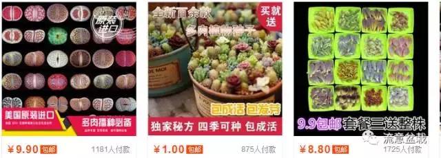 网购多肉种子,怎么判断多肉种子的真假