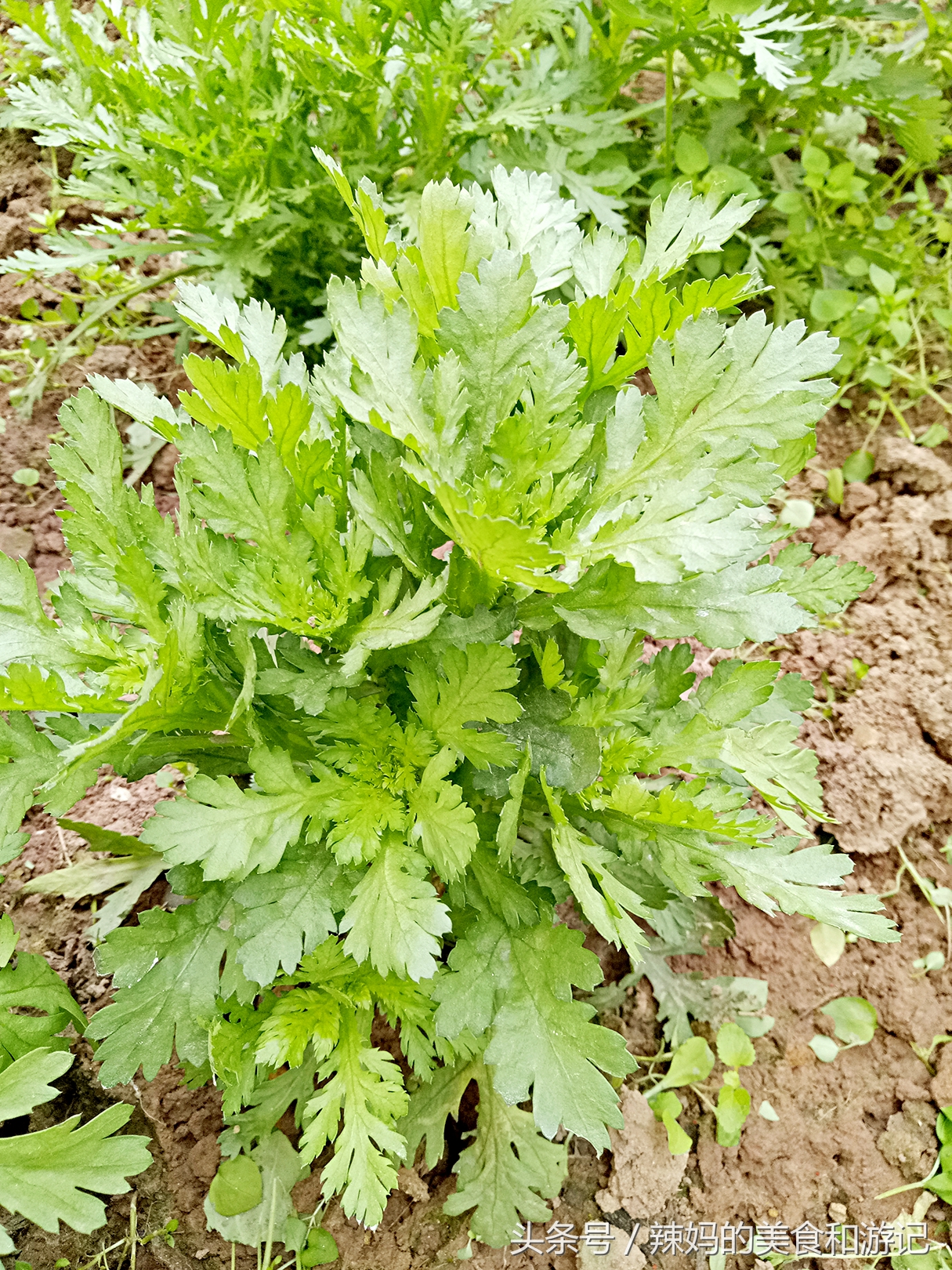 住一楼带花园的优缺点,住一楼带露台的房子真实感受