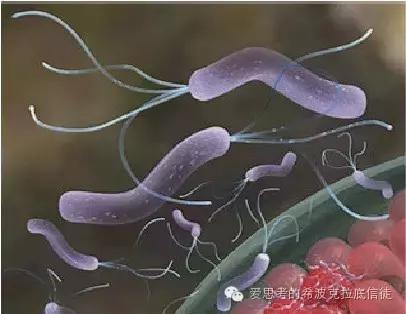 血小板减少吃什么食物,免疫性血小板减少治疗