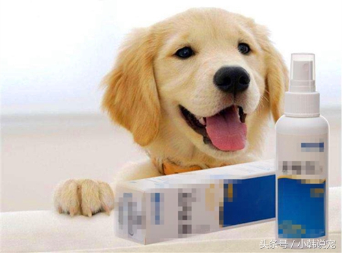 狗狗为啥不擦干容易得脚气,狗狗得了脚气能治好吗