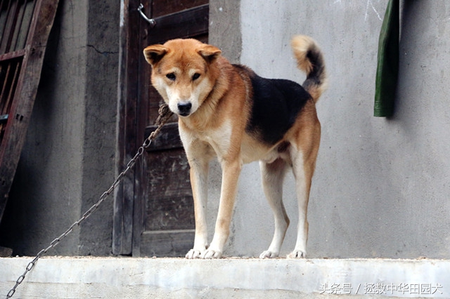 黄毛黑背黑嘴的土狗好不好,看家护院黑背土狗出售