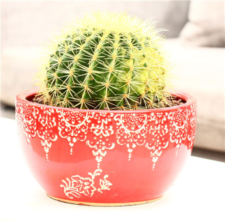 金琥仙人球不圆怎么办,金琥仙人球3年能长多大