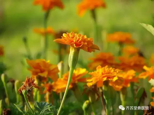各种菊花的不同功效,菊花的功效各不同别用错了