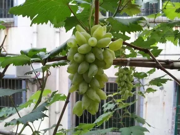 阳台上怎么养好葡萄树,阳台上怎么种植葡萄树