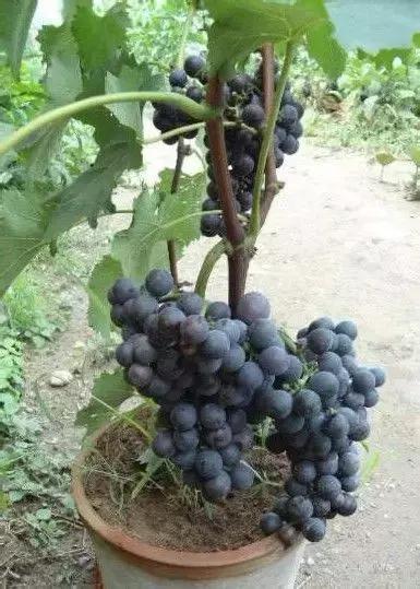 阳台上怎么养好葡萄树,阳台上怎么种植葡萄树