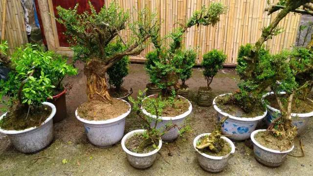 宜昌三峡恩施神农架武当山旅游团,宜昌三峡恩施