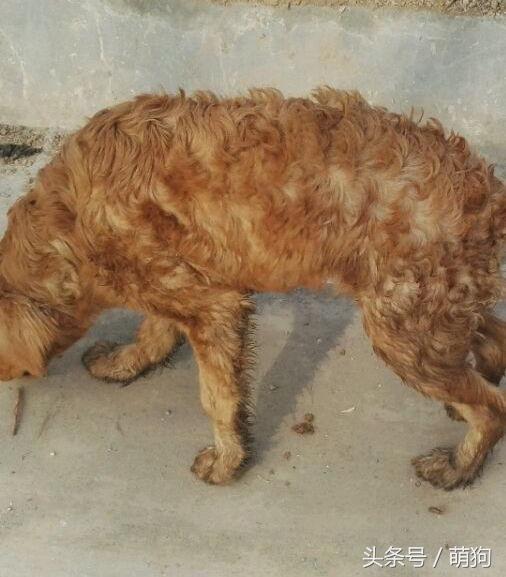 不同的金毛颜色,金毛各种造型