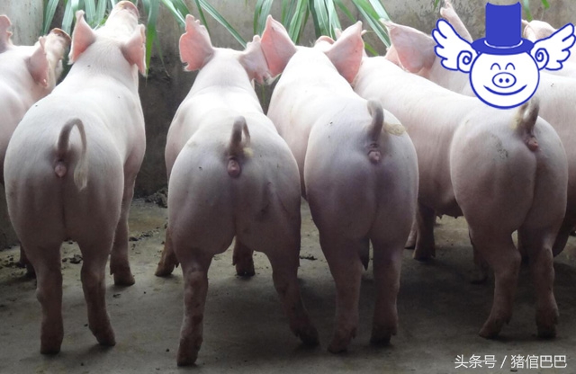 猪场水质不好怎么改善,猪场净化水质药剂