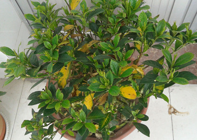 盆栽花卉喝醋，能让黄叶变得绿油油，还清除虫害，神奇不？