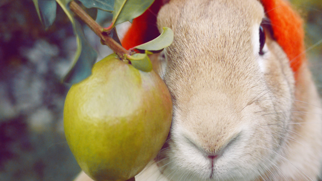 兔子脱毛怎么清理,兔子脱毛是什么意思