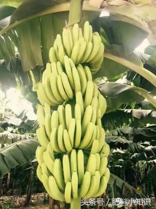 含量3个18的复合肥是好肥料吗,复合肥料高钾肥有多长效