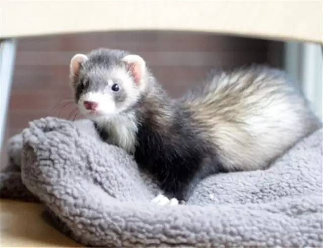 权志龙穿黑貂视频,权志龙穿黑貂演唱会