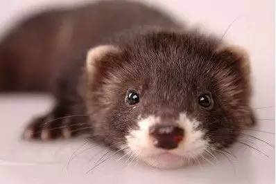 权志龙穿黑貂视频,权志龙穿黑貂演唱会