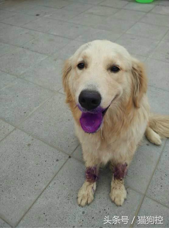 发现金毛在冰箱里偷吃,回来发现金毛嘴肿了