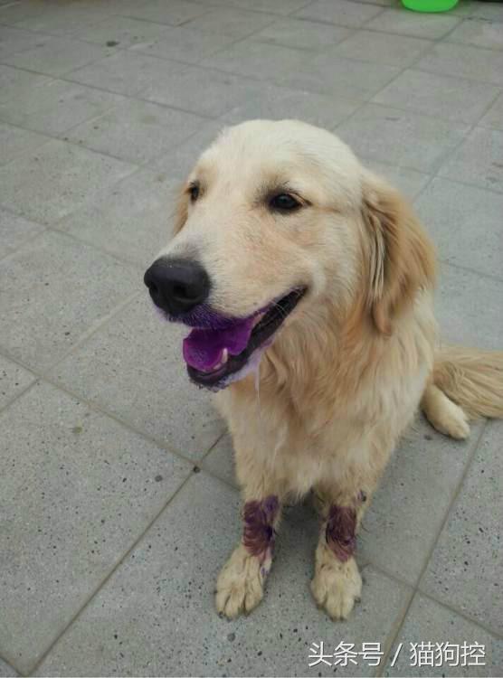 发现金毛在冰箱里偷吃,回来发现金毛嘴肿了