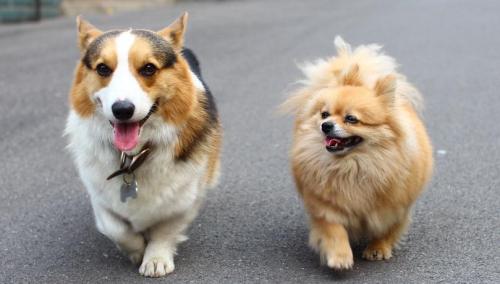 柯基犬拉稀怎么回事,柯基犬拉肚子怎么办