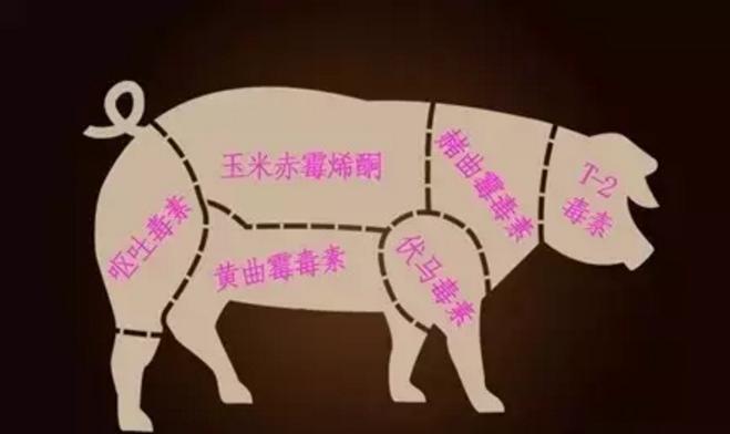 霉菌毒素对畜禽的危害,饲料中有霉菌毒素怎么办呢