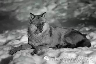 是治疗红斑狼疮，还是治疗抗核抗体？